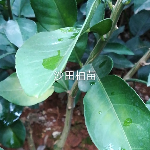 阳朔县广西阳朔优质沙田柚树苗供应中