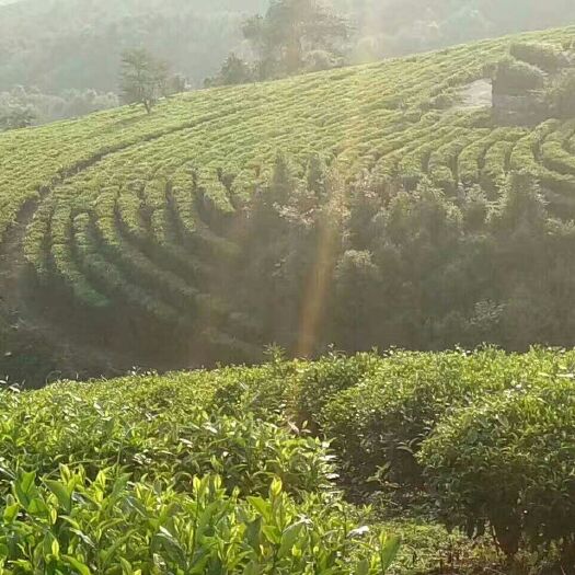 芒市 滇绿茶毛茶