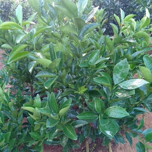 富川县脐橙树苗 纯正树苗，诚信经营。
