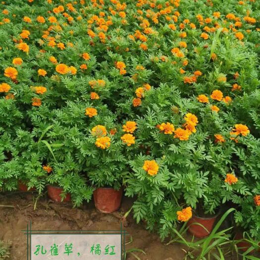 莒南县 沐晨花卉种植基地，大量孔雀草上市