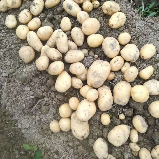 惠东县 批发土豆蔬菜