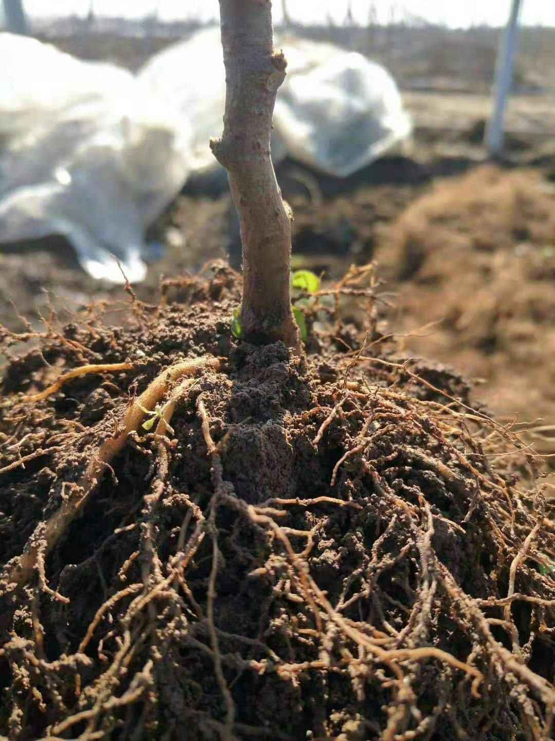 徐香猕猴桃苗 徐香猕猴桃树苗 南北方种植基地现挖现发量大从优包成活