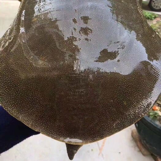 南丰县特 价专注9年以上生 态老甲鱼，纯鱼虾喂养，不老包赔包退！