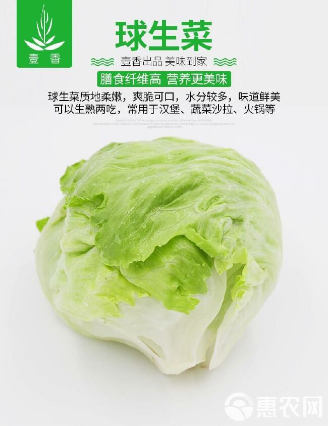 新鲜球生菜 新鲜蔬菜汉堡生菜西生菜球形圆生菜包邮