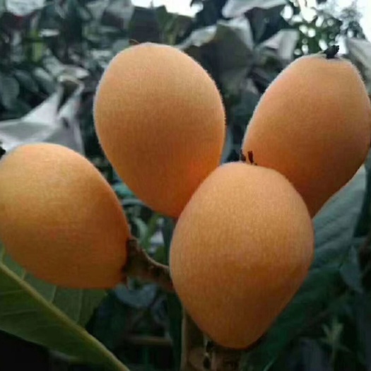 云霄县云霄枇杷  枇杷甜蜜蜜