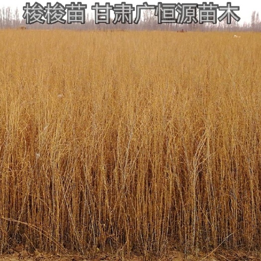 临泽县 一年生梭梭苗，一年生梭梭树苗价格
