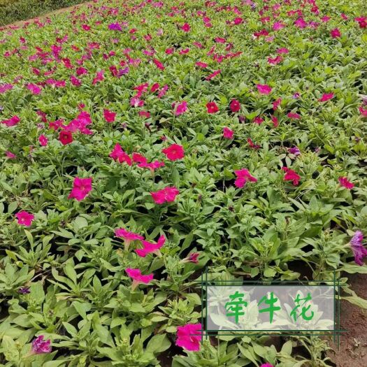 莒南县 沐晨花卉种植基地，大量牵牛花上市
