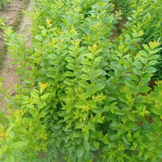 翁源县三华李苗  早熟四月李苗
