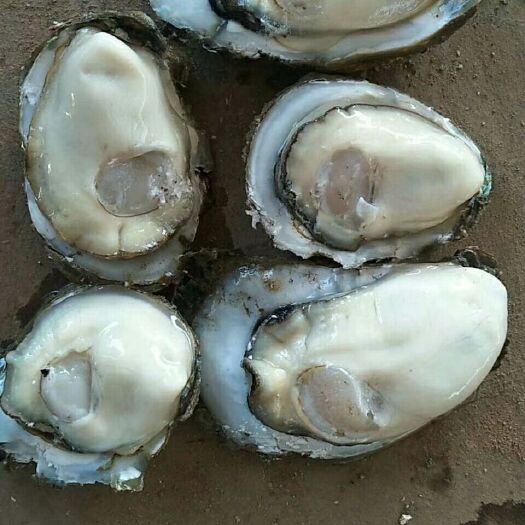 湛江湛江牡蛎 台山，湛江，阳江肥蚝