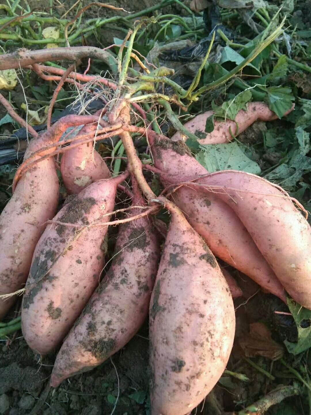 龙薯9号地瓜苗25㎝~30㎝脱毒种薯，早熟高产品种，基地直供