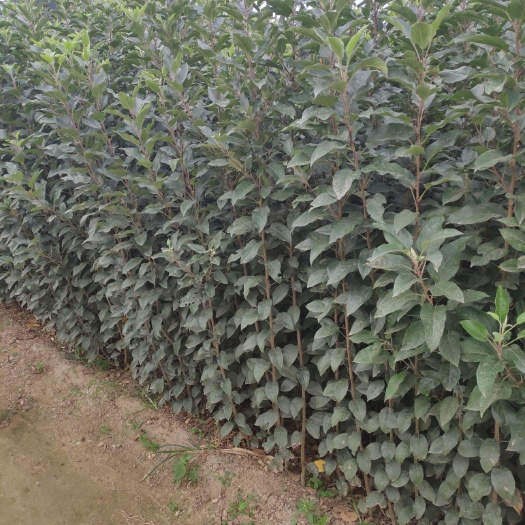 泰安 鲁丽苹果苗 乔化矮化鲁丽苹果树苗