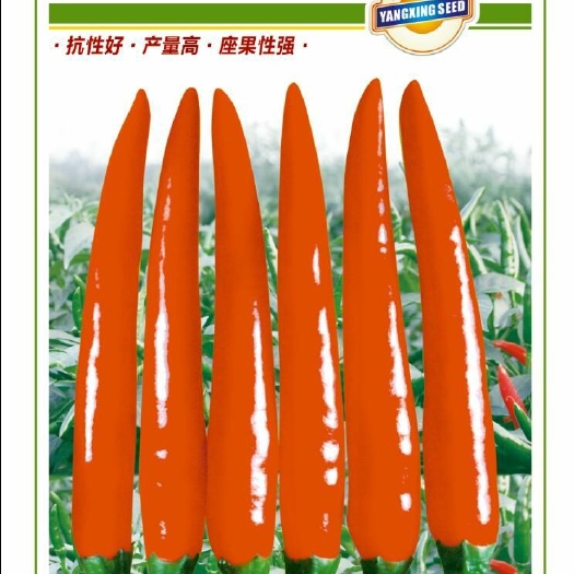 南靖县华红朝天椒种子