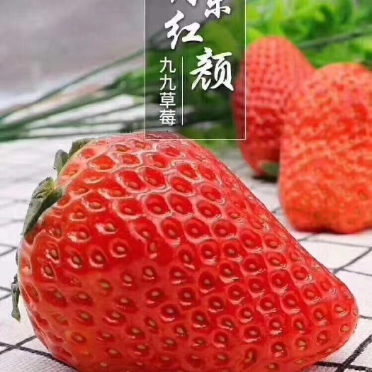 东港市丹东草莓  丹东九九草莓 红颜草莓 供应电商 商超 市场