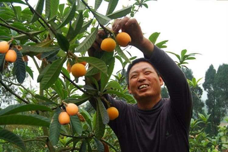 沭阳县 枇杷树苗盆栽嫁接地栽南北方种植果树苗当年结果白沙琵琶苗包邮