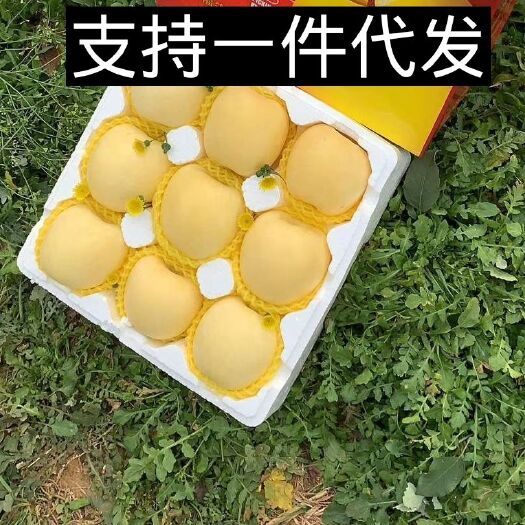 栖霞市奶油富士 超薄的果皮内裹着白里带点嫩黄的果肉，奶香四溢