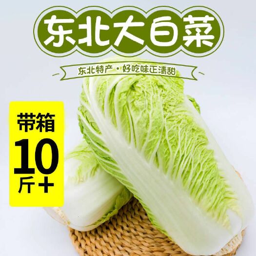 东北大白菜新鲜蔬菜现摘青菜黄心白菜时令素菜10斤包邮