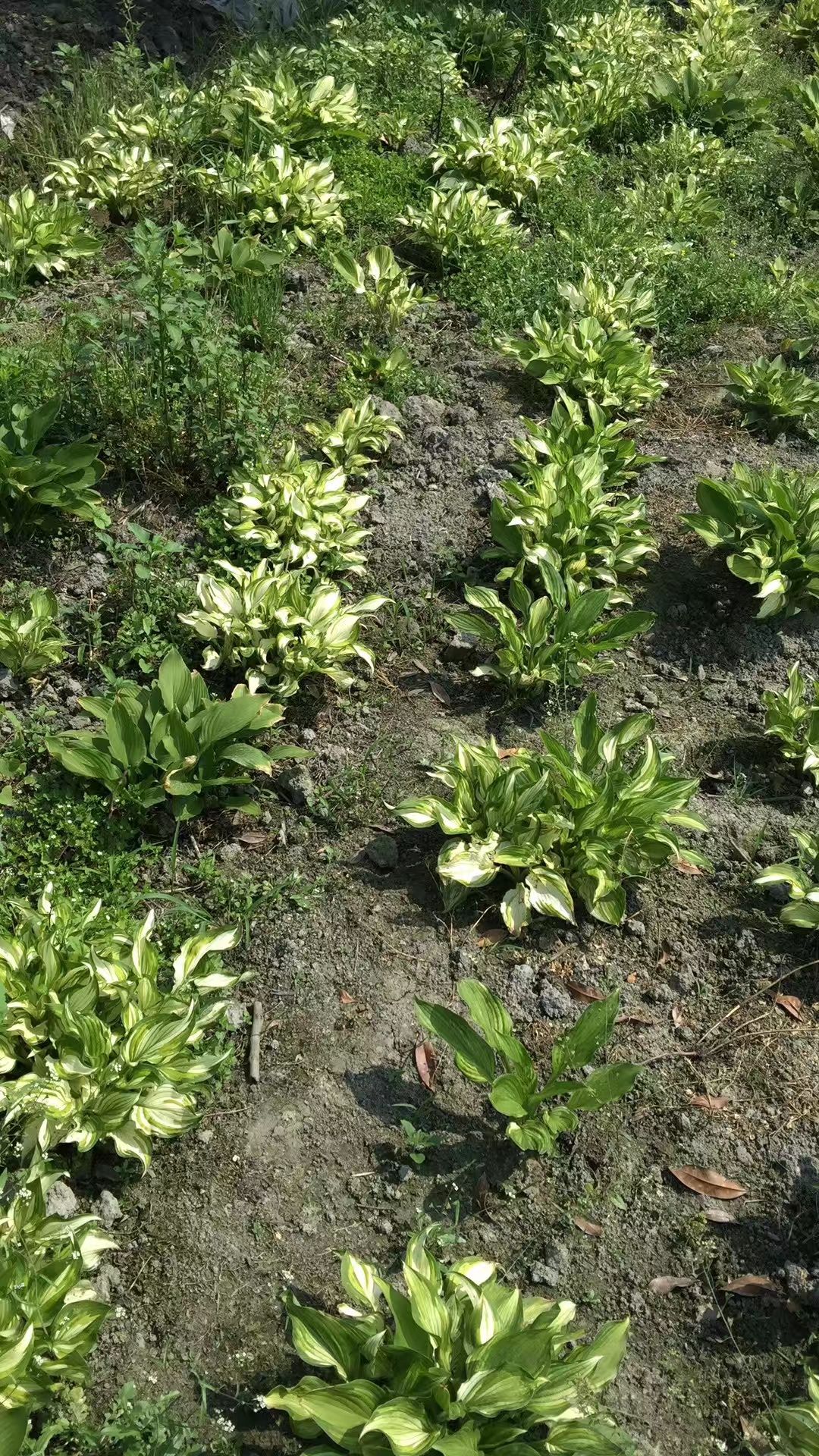  玉簪花，花叶玉簪，四川玉簪花基地出售，成都玉簪花批发价格
