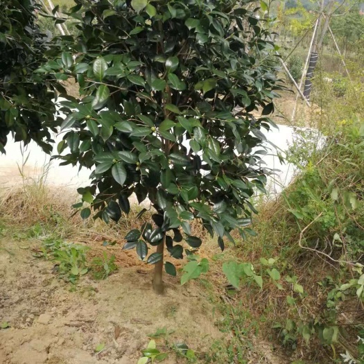 沭阳县茶花树苗 庭院绿化  山茶花苗 盆栽茶花苗 当年开花