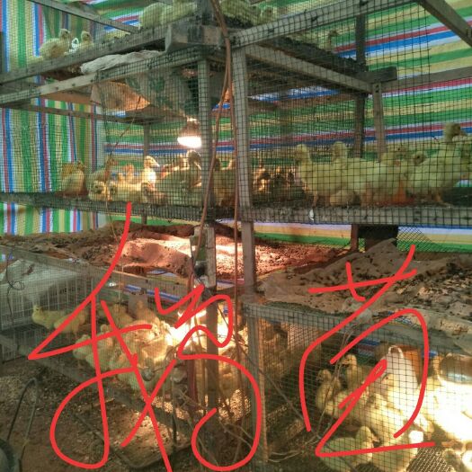 安岳县 出售各种鸡苗鸭苗鹅苗，出壳苗及脱温苗包打疫苗