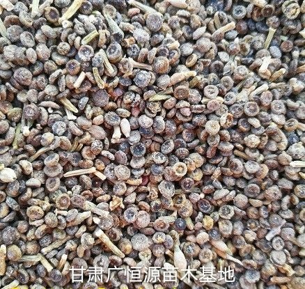 临泽县梭梭种子 当年新加工梭梭树种子，梭梭树育苗造林精品籽种