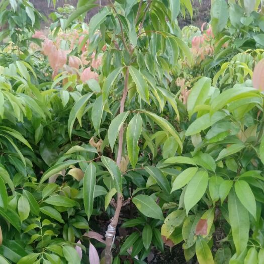 灵山县 桂味荔枝苗