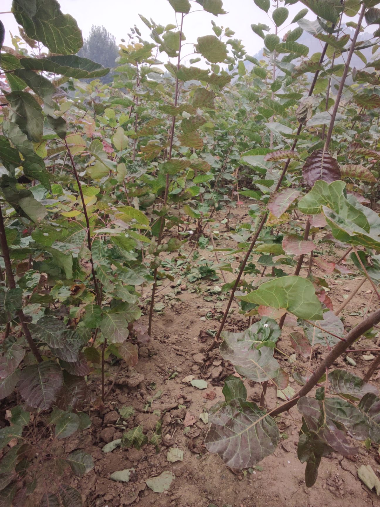  黄栌小苗 规格齐全