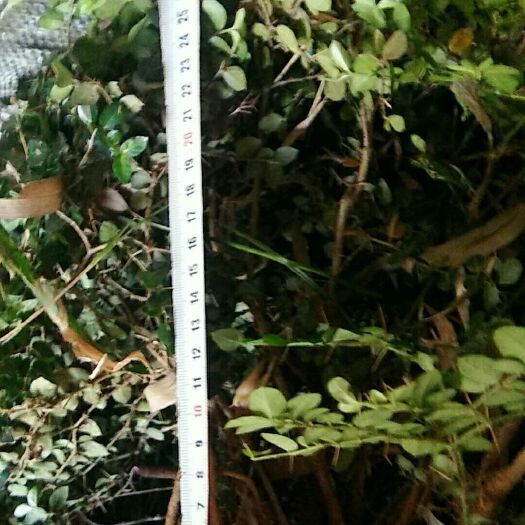 井冈山市绣花针，绣花针苗，一手货源。