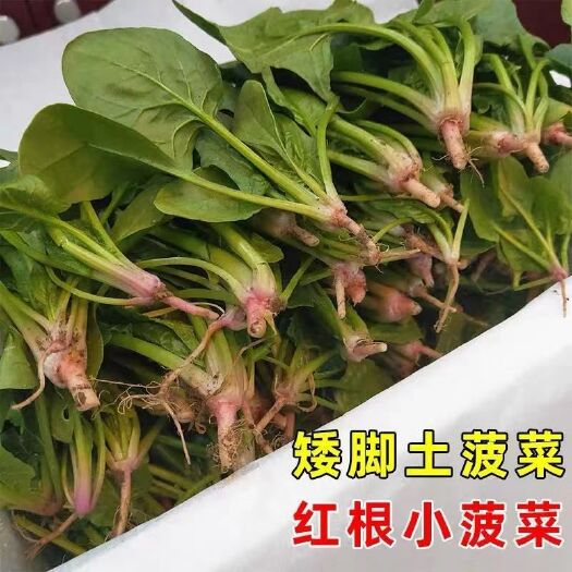 新鲜现摘菠菜 红根大叶矮根菠菜农家时令蔬菜火锅蔬菜5斤包邮