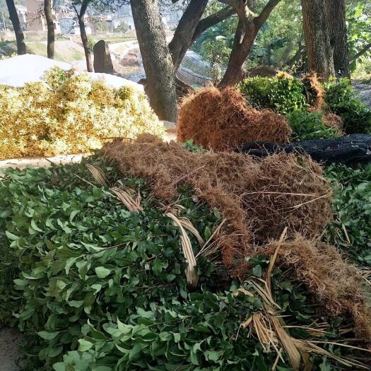 恩施市龙井43号茶树苗  绿茶树苗  供应茶树苗，龙井茶苗白茶黄金叶芽新品种茶树苗