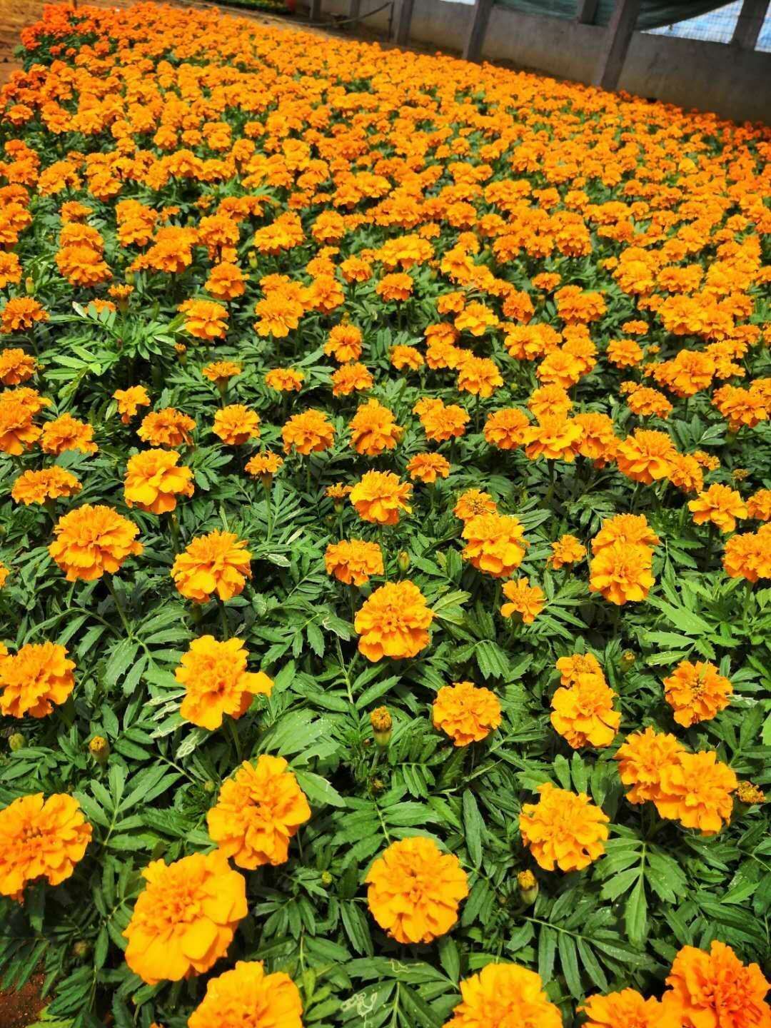  沐晨花卉种植基地，大量孔雀草上市