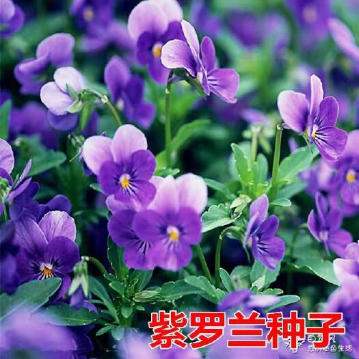 沭阳县 紫罗兰种子 四季播 春播 室内阳台盆栽绿植易种花卉种子
