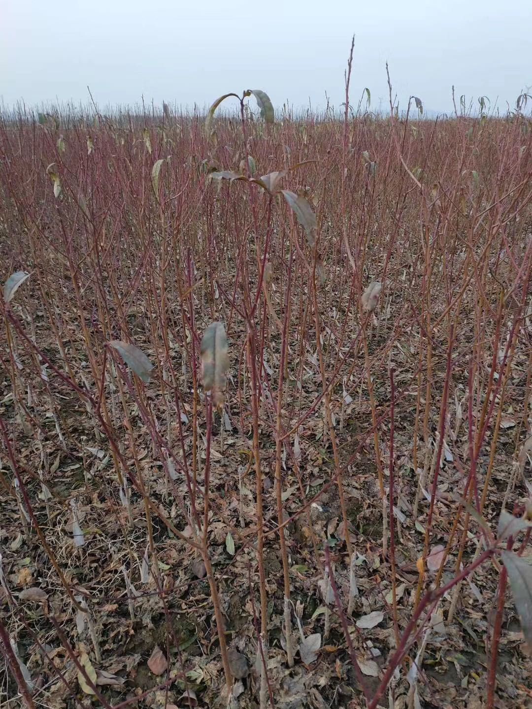 水蜜桃苗  鹰嘴桃苗，嫁接苗