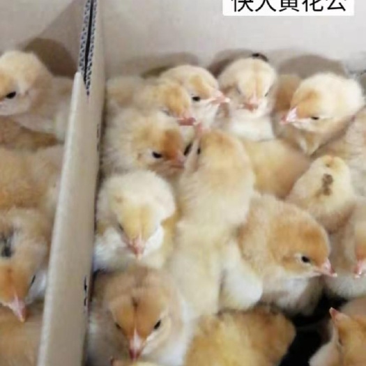 广州 快大黄鸡苗 快大黄花公