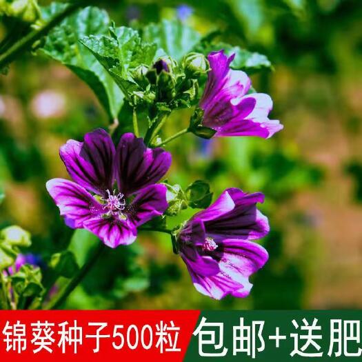 沭阳县 公园花海专用草花种籽锦葵种子小白淑气花荆葵金钱紫花葵棋盘花