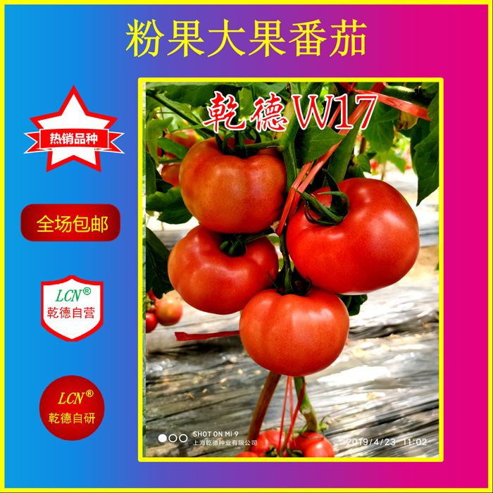 青岛【包邮】乾德W17 春秋粉果番茄种子 果型周正
