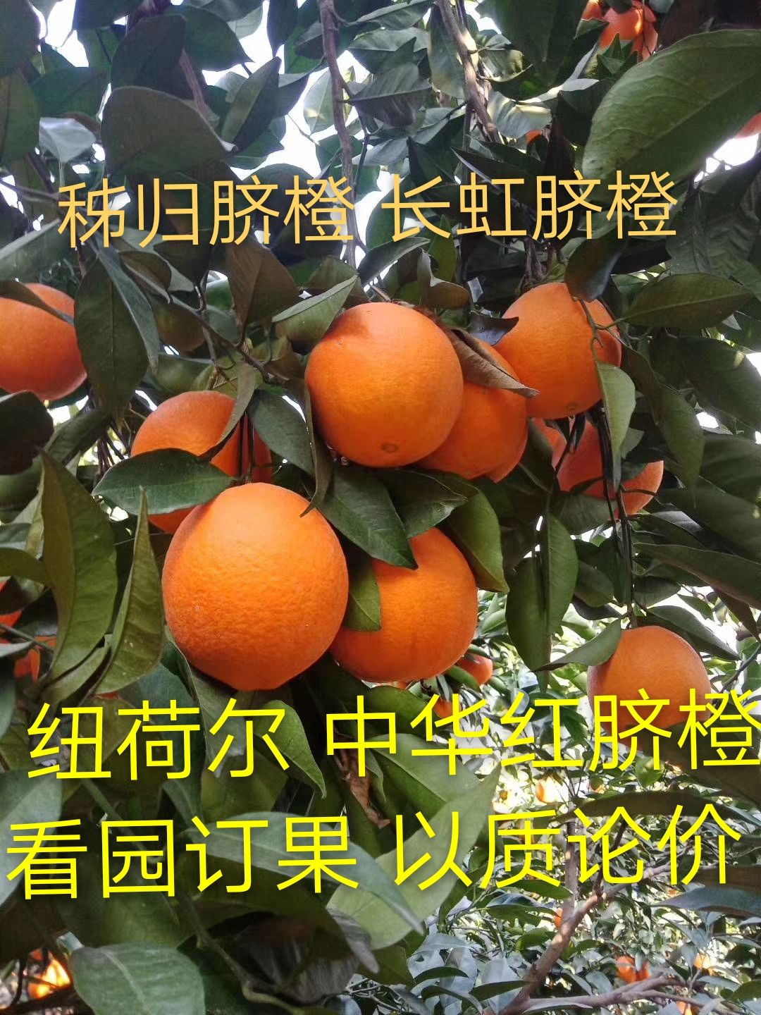 红心橙子/伦晚脐橙产地直发鲜果/保质保量三包发货有保障