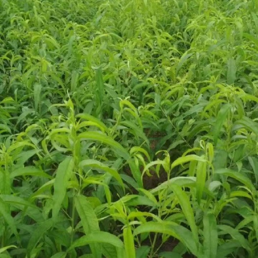 冠县 油桃苗，适合温室大棚栽植。签合同，承接管理技术，温室油桃基