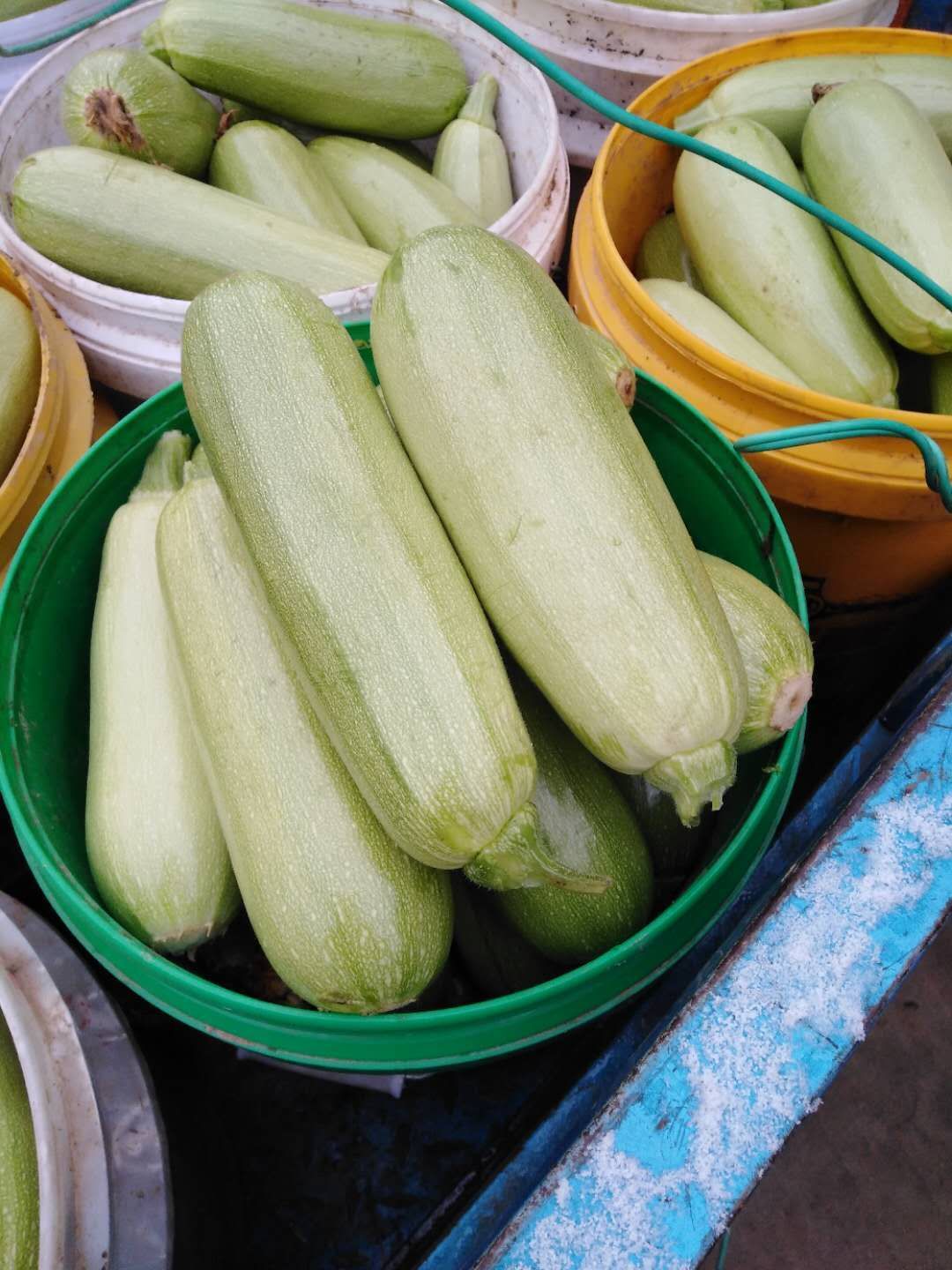 绿皮西葫芦 长期供应