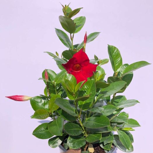 漳平市花叶常青藤 正值花期的双喜藤，室内盆栽 吸甲醛防蚊虫。量大可批发。