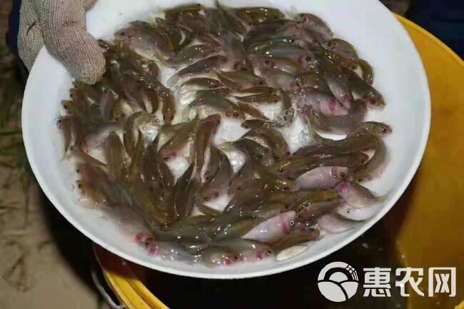  禾花鲤鱼苗   禾花鱼苗  乌鲤鱼苗+自孵水花（成品包回收