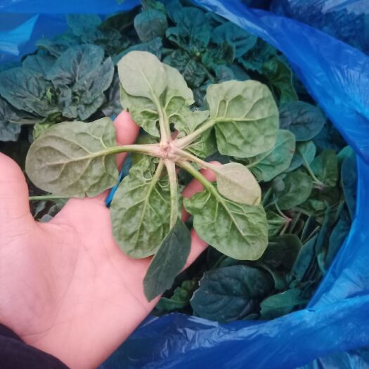 上海 露天小蓝籽菠菜