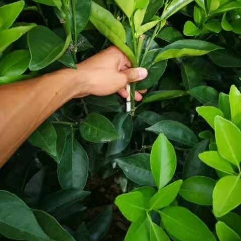 瑞金市纽荷尔脐橙苗 赣南脐橙苗杯苗 脐橙袋装苗 纽荷尔脐橙脱毒苗 脐橙营养杯苗