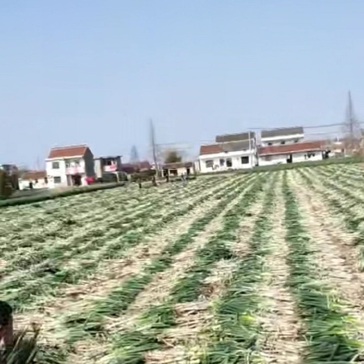 南通铁杆大葱 毛葱