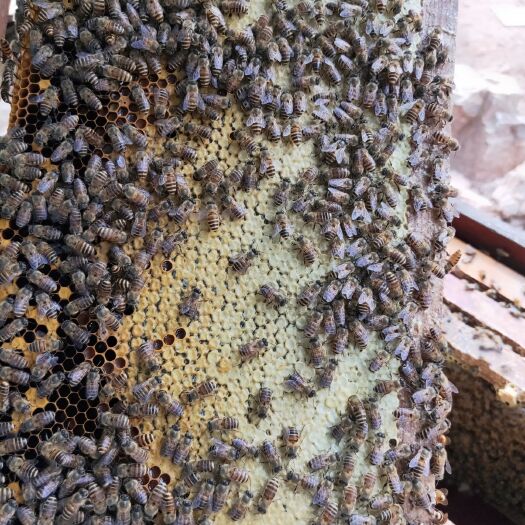 廉江市土蜂蜜 塑料瓶装 1年 