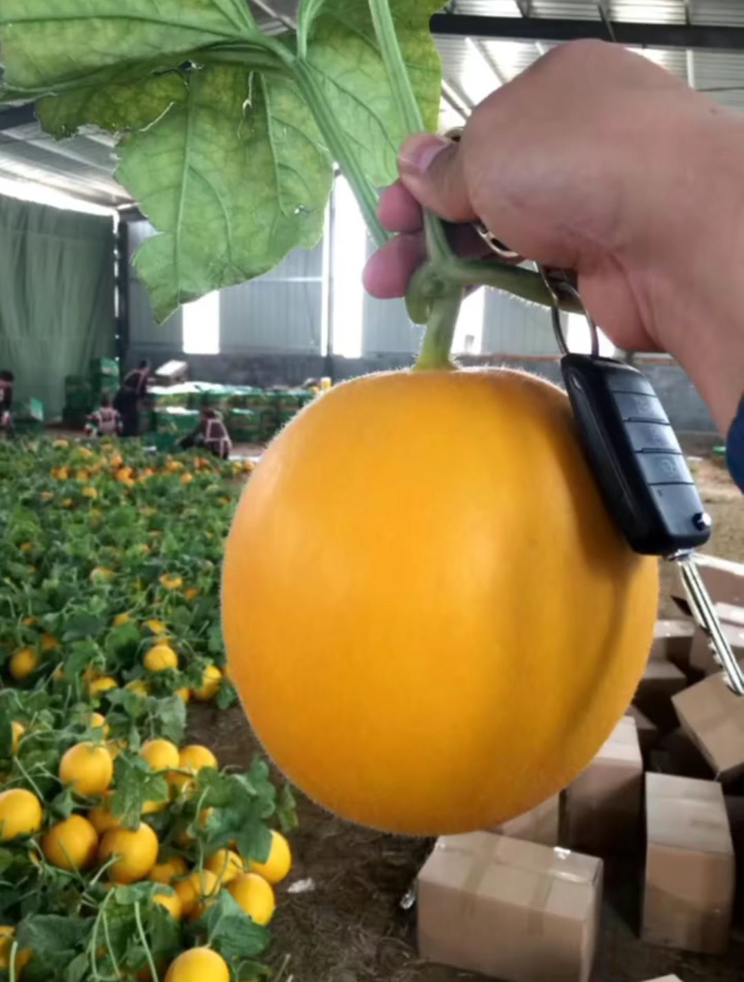 久红瑞甜瓜  直供电商  社区团购  市场批发  赶集货等