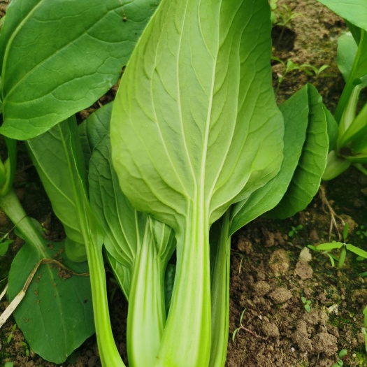 厦门上海青 耐热青梗白菜