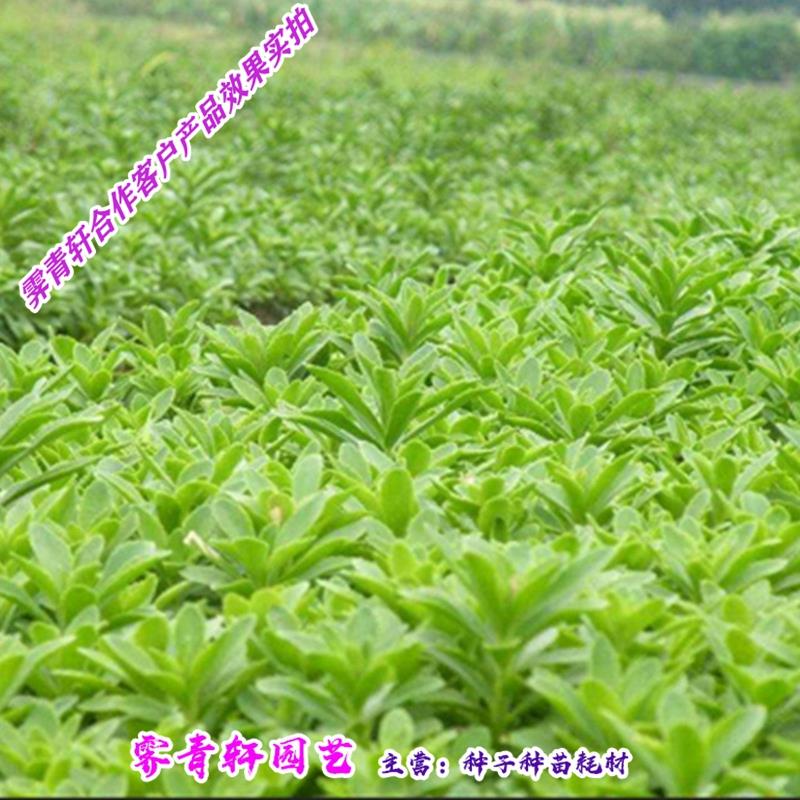 沭阳县高钙菜种子救心菜种子 养心菜种子 费菜种子多年生蔬菜种子包邮