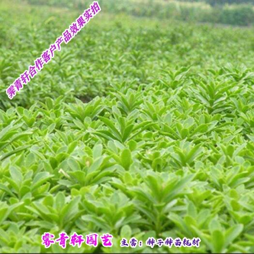 沭阳县高钙菜种子救心菜种子 养心菜种子 费菜种子多年生蔬菜种子包邮