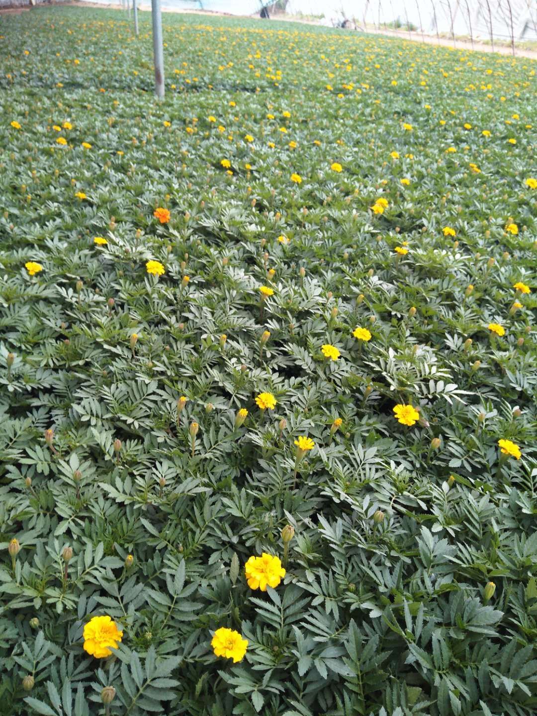  沐晨花卉种植基地，大量孔雀草上市
