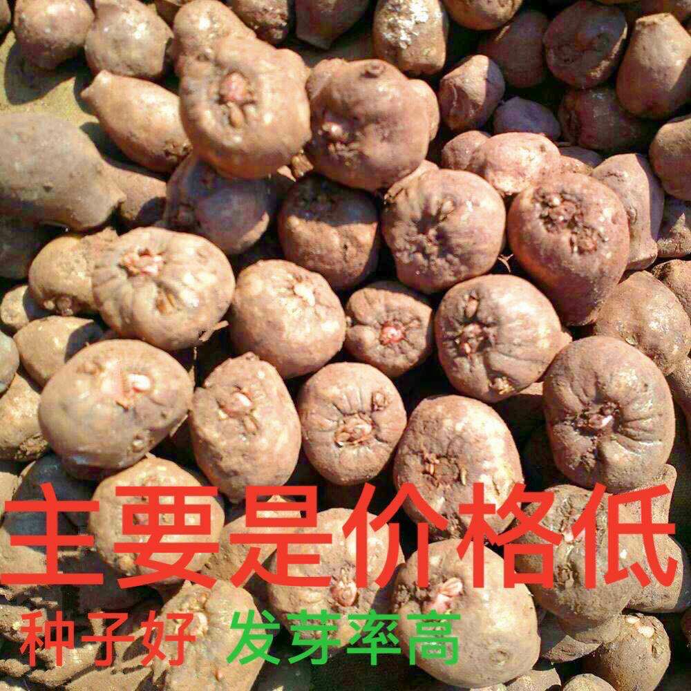 魔芋种 很好的一代种子，基地种子